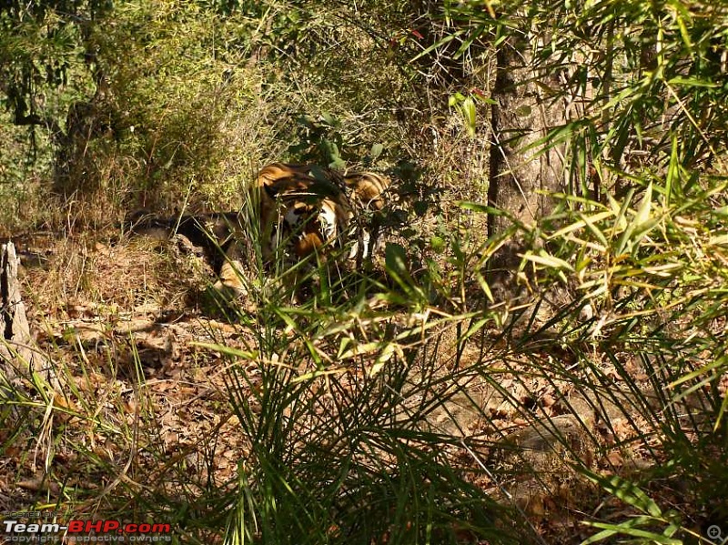 Tadoba, Pench forests, wildlife and 4 tigers!-t1.jpg
