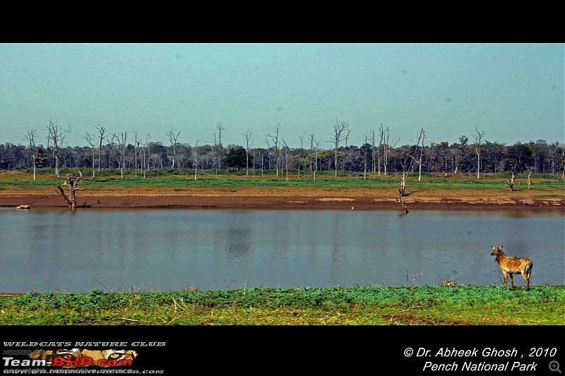 Tadoba, Pench forests, wildlife and 4 tigers!-posing-sambhar.jpg