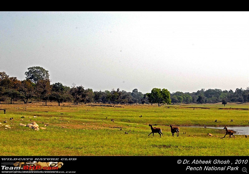 Tadoba, Pench forests, wildlife and 4 tigers!-sambhar-running-open.jpg