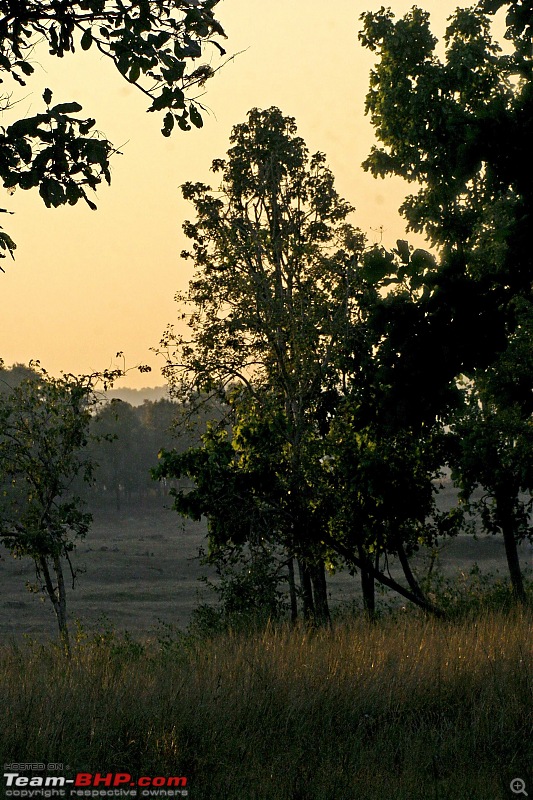 Tadoba, Pench forests, wildlife and 4 tigers!-img_1888edit.jpg