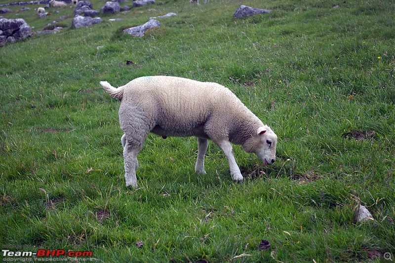 Mother of all treks-sheep-4.jpg