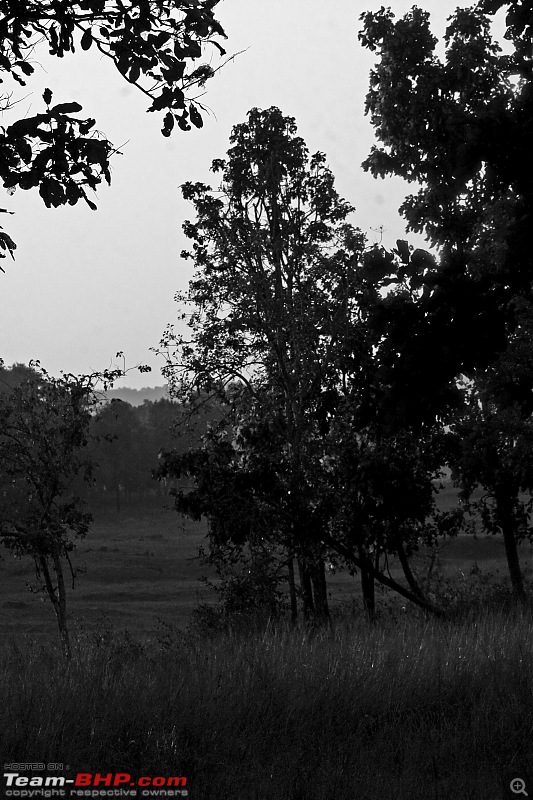 Tadoba, Pench forests, wildlife and 4 tigers!-img_1888edit2.jpg