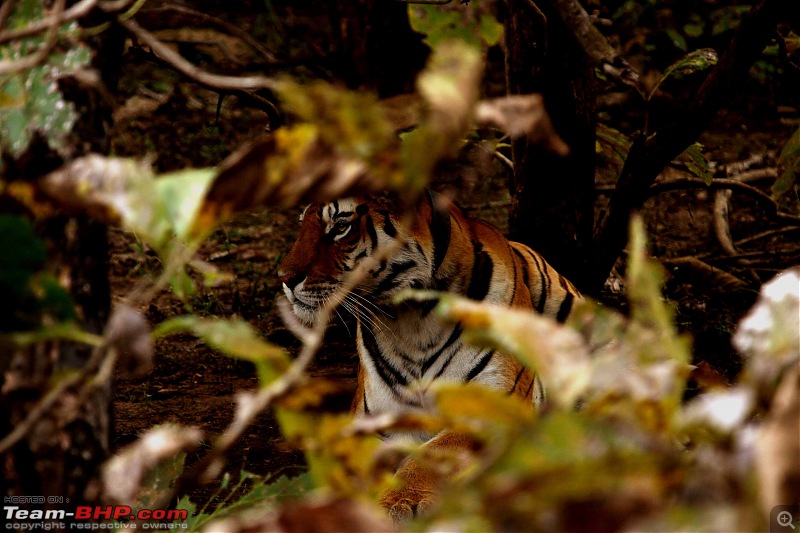 Tadoba, Pench forests, wildlife and 4 tigers!-img_5447.jpg