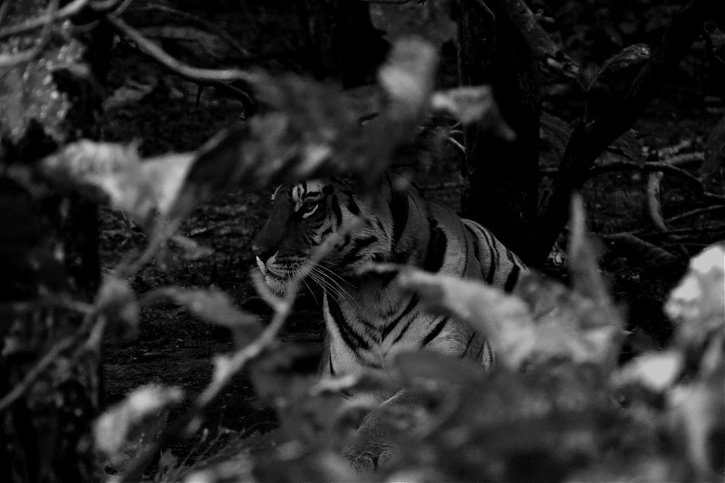 Tadoba, Pench forests, wildlife and 4 tigers!-img_5447a.jpg
