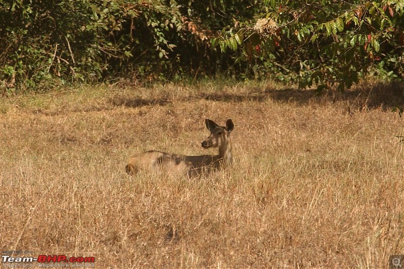 Tadoba, Pench forests, wildlife and 4 tigers!-img_5165.jpg