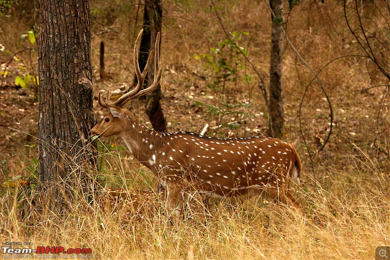 Tadoba, Pench forests, wildlife and 4 tigers!-img_5431.jpg