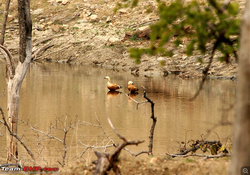Tadoba, Pench forests, wildlife and 4 tigers!-img_5375.jpg
