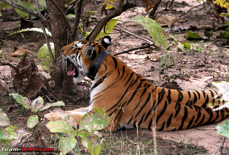 Tadoba, Pench forests, wildlife and 4 tigers!-img_5636.jpg
