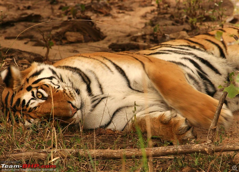 Tadoba, Pench forests, wildlife and 4 tigers!-img_5538.jpg