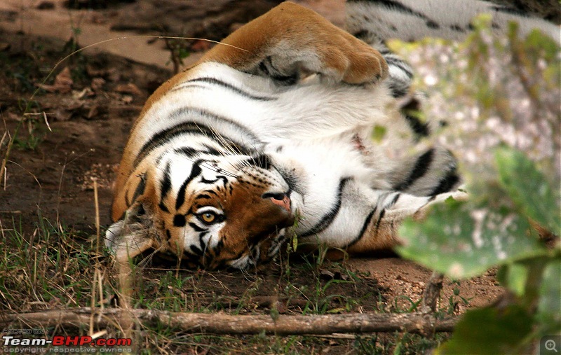 Tadoba, Pench forests, wildlife and 4 tigers!-img_5589.jpg