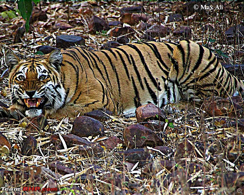 Tadoba, Pench forests, wildlife and 4 tigers!-katejheri-tigress-angry-copy.jpg