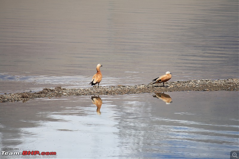 leh photo tripolog 2008-ducks-tsomoriri.jpg