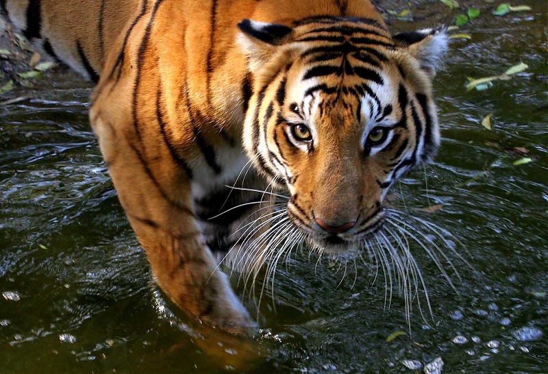 Tadoba, Pench forests, wildlife and 4 tigers!-tiger-07.jpg