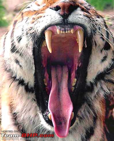 Tadoba, Pench forests, wildlife and 4 tigers!-tiger_yawn_teeth_bite.jpg