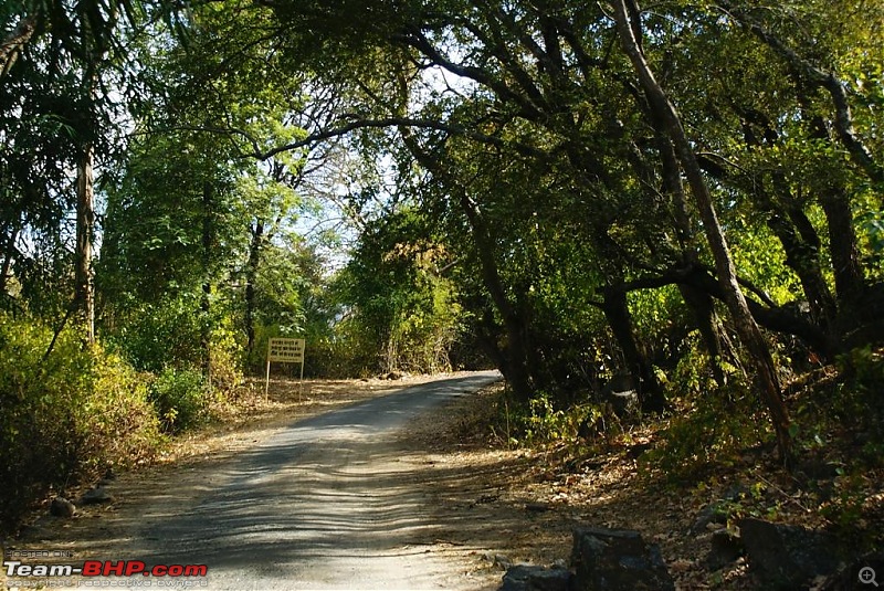 An Incredible Road Trip of a Lifetime to Udaipur, The Most Romantic City in the World-18-jungle_trail.jpg