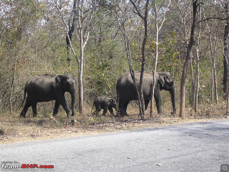 Muthanga, Wayanad: Mykkara homestay - Succumbing to the call of wild again !!!-wayanad-100216-080.jpg