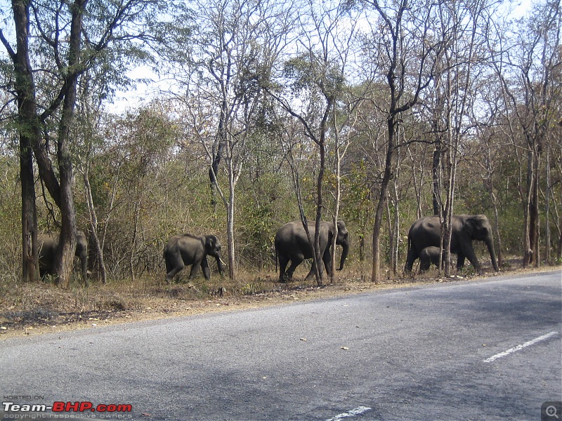 Muthanga, Wayanad: Mykkara homestay - Succumbing to the call of wild again !!!-wayanad-100216-081.jpg