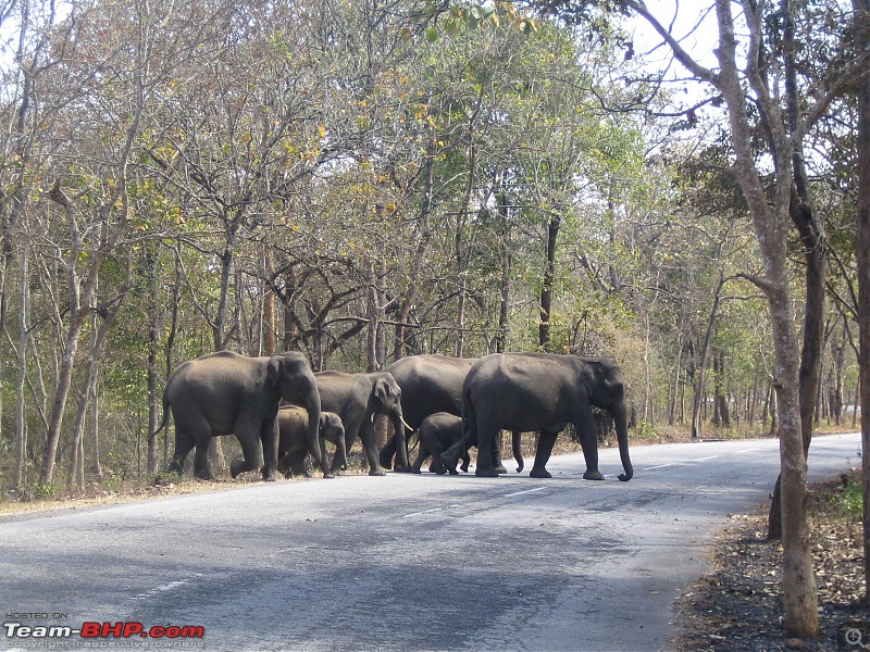 Muthanga, Wayanad: Mykkara homestay - Succumbing to the call of wild again !!!-wayanad-100216-085.jpg