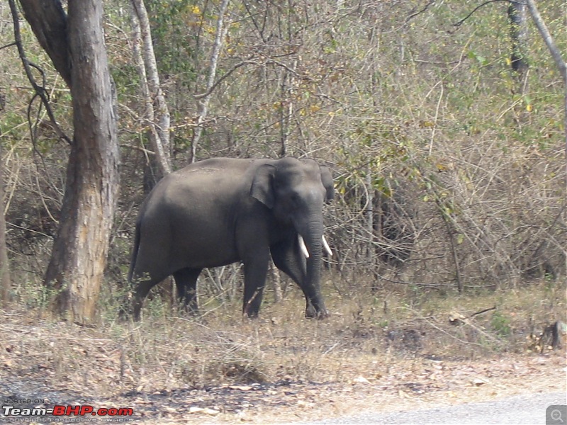 Muthanga, Wayanad: Mykkara homestay - Succumbing to the call of wild again !!!-wayanad-100216-086.jpg