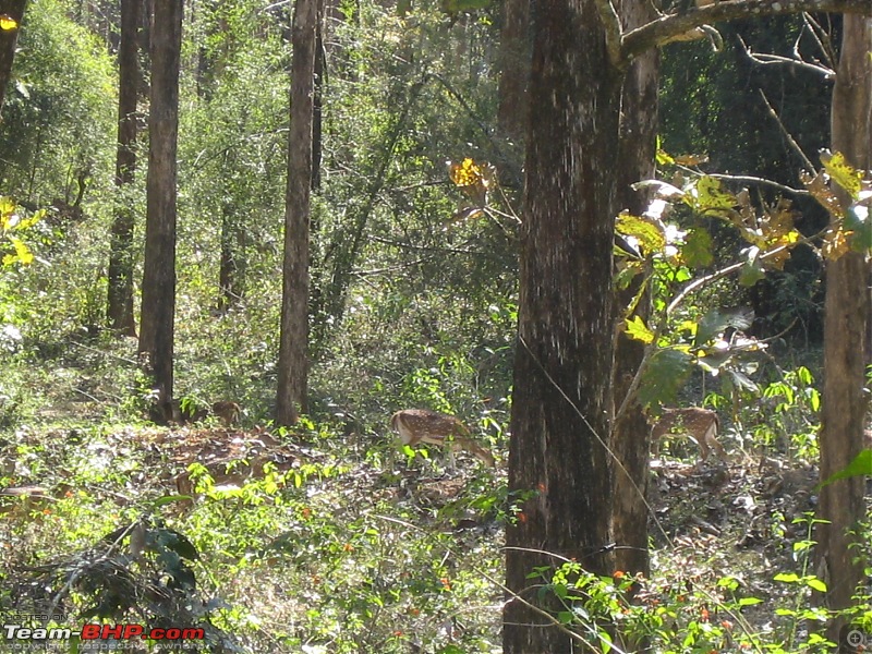 Muthanga, Wayanad: Mykkara homestay - Succumbing to the call of wild again !!!-wayanad-100216-093.jpg