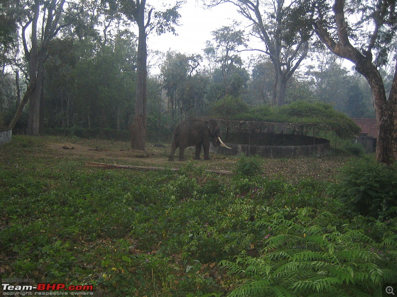 Muthanga, Wayanad: Mykkara homestay - Succumbing to the call of wild again !!!-wayanad-100216-101.jpg