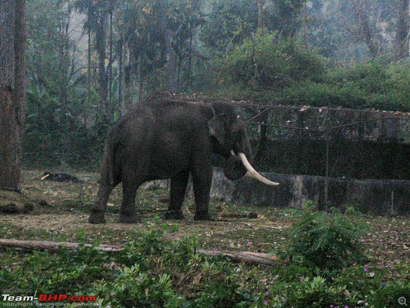 Muthanga, Wayanad: Mykkara homestay - Succumbing to the call of wild again !!!-wayanad-100216-102-2.jpg