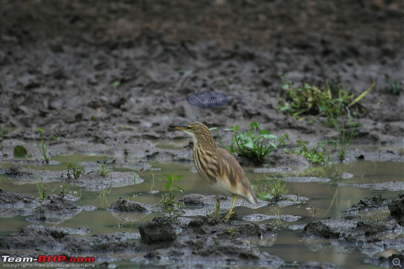 Life in Jungles - A Weekend at Kabini-bison-503-copy.jpg