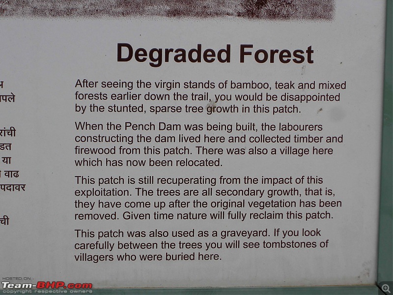 Tadoba, Pench forests, wildlife and 4 tigers!-dscn4266.jpg