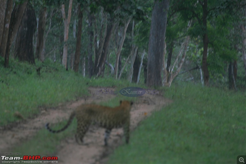 Life in Jungles - A Weekend at Kabini-bison-114-copy.jpg