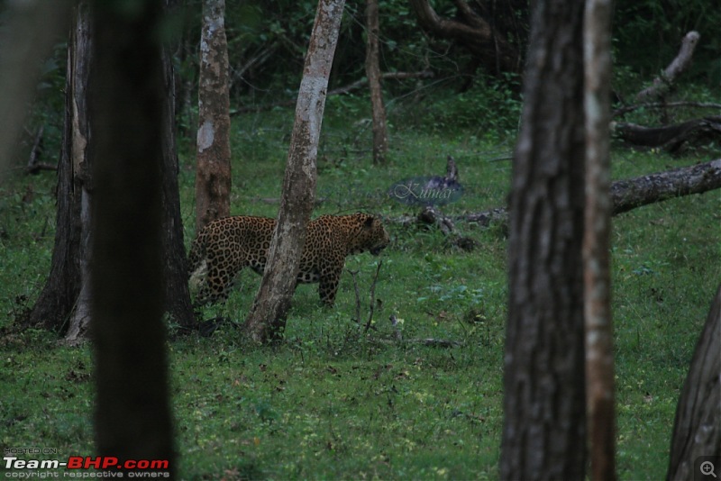 Life in Jungles - A Weekend at Kabini-bison-188-copy.jpg