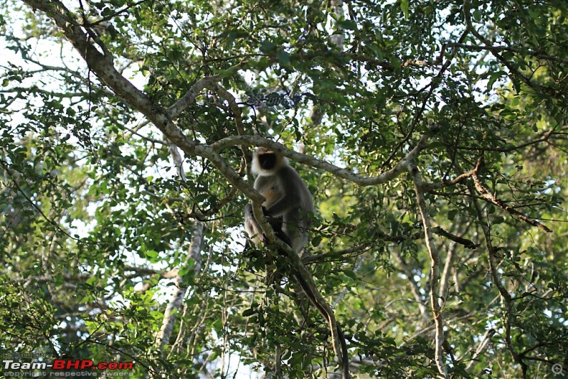 Life in Jungles - A Weekend at Kabini-bison-091-copy.jpg