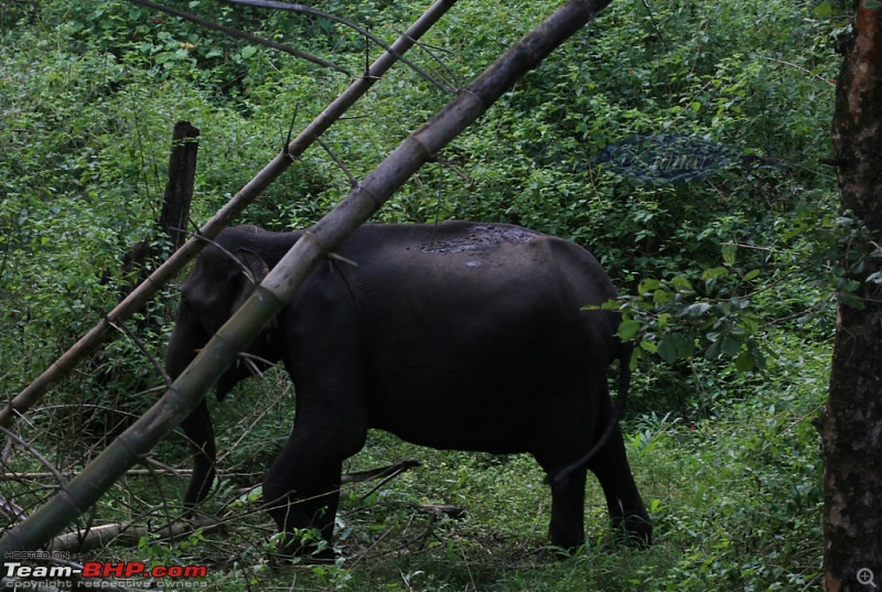 Life in Jungles - A Weekend at Kabini-bison-076-copy.jpg