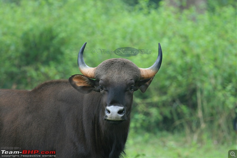 Life in Jungles - A Weekend at Kabini-bison-295-copy.jpg