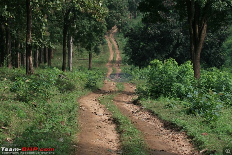 Life in Jungles - A Weekend at Kabini-bison-348-copy.jpg