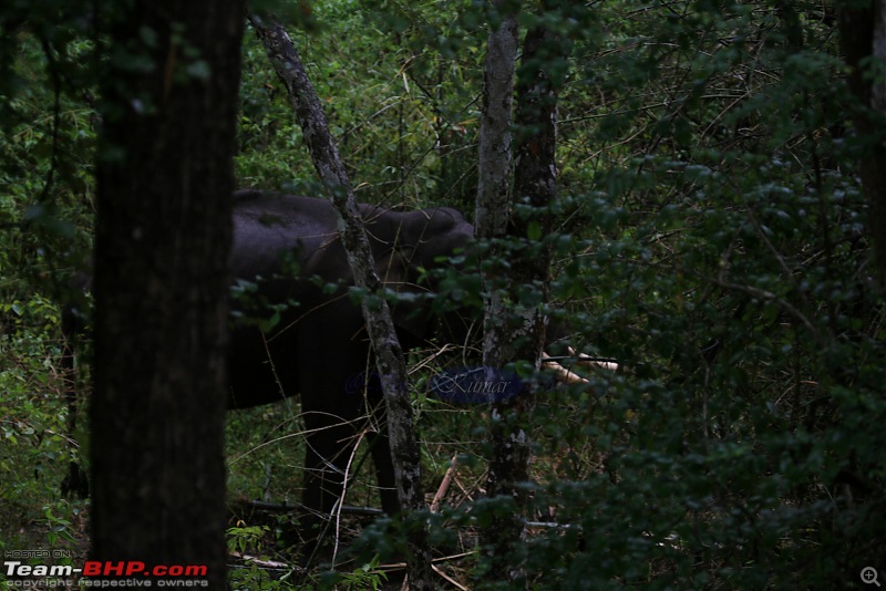 Life in Jungles - A Weekend at Kabini-bison-484-copy.jpg