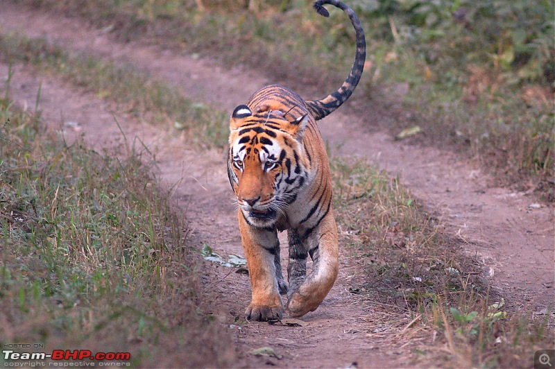 Tadoba, Pench forests, wildlife and 4 tigers!-kaunda.jpg