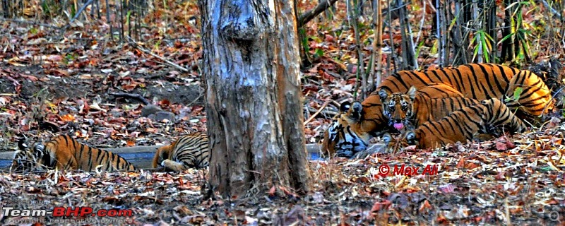 Tadoba, Pench forests, wildlife and 4 tigers!-5cubsoftadoba.jpg