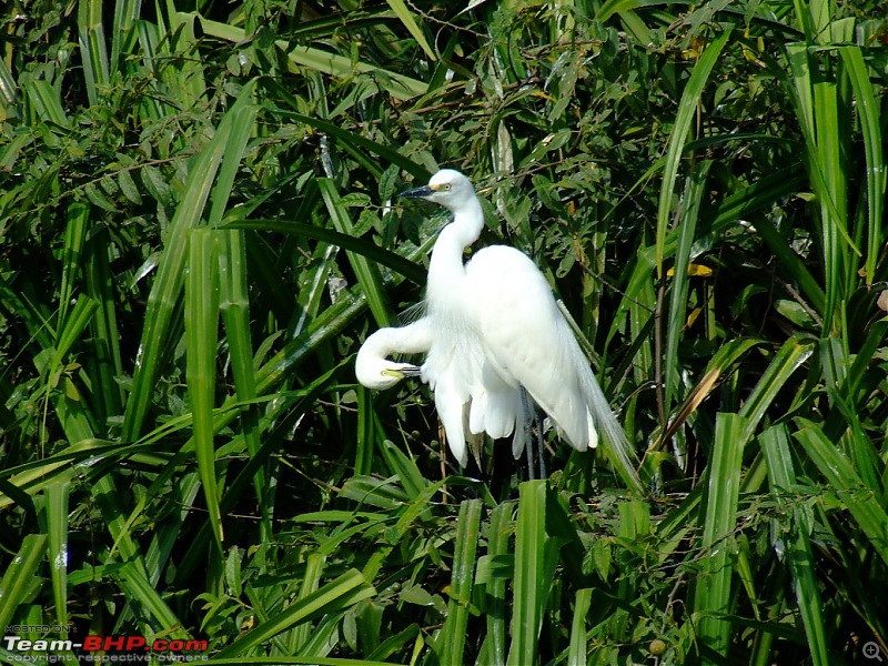 A day visit to Ranganaithittu and Mysore-12.jpg