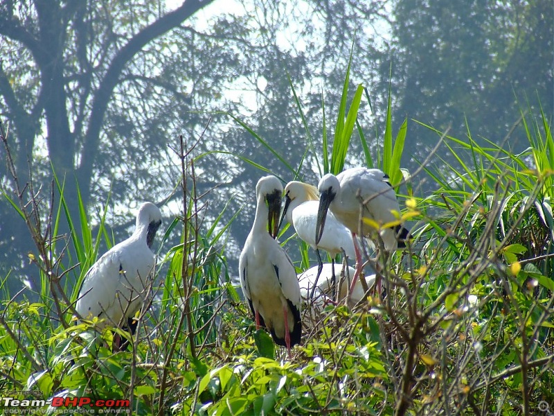 A day visit to Ranganaithittu and Mysore-28.jpg