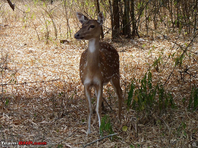 'Xing'ing around ! - Masinagudi, Ooty and Coonoor.-10.jpg