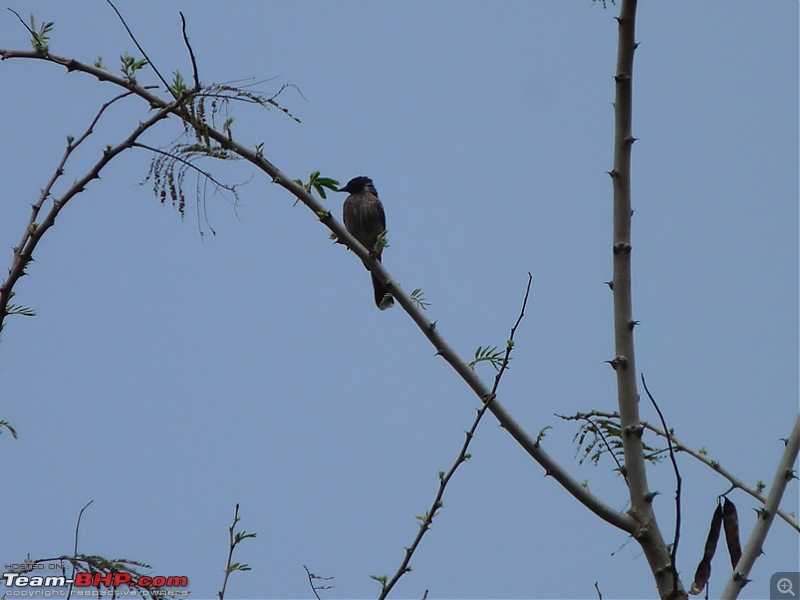 'Xing'ing around ! - Masinagudi, Ooty and Coonoor.-30.jpg