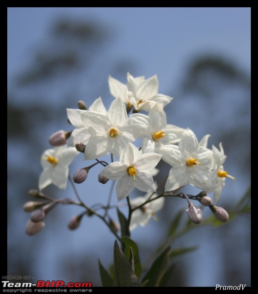 Bangalore - Kodai - Madurai - Kanyakumari (NH7 Lifeline)-whiteflower_527x600.jpg