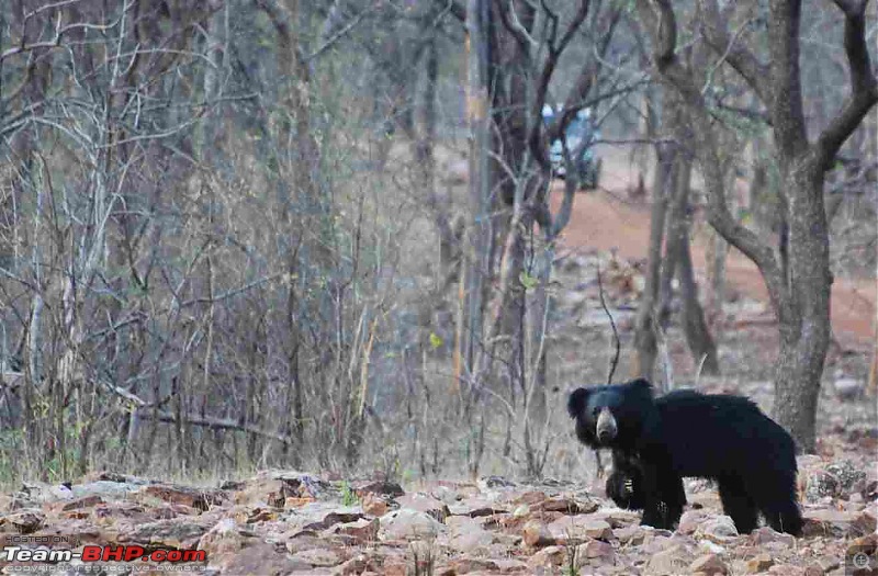Tadoba, Pench forests, wildlife and 4 tigers!-sloth-bear-showing-nails.jpg