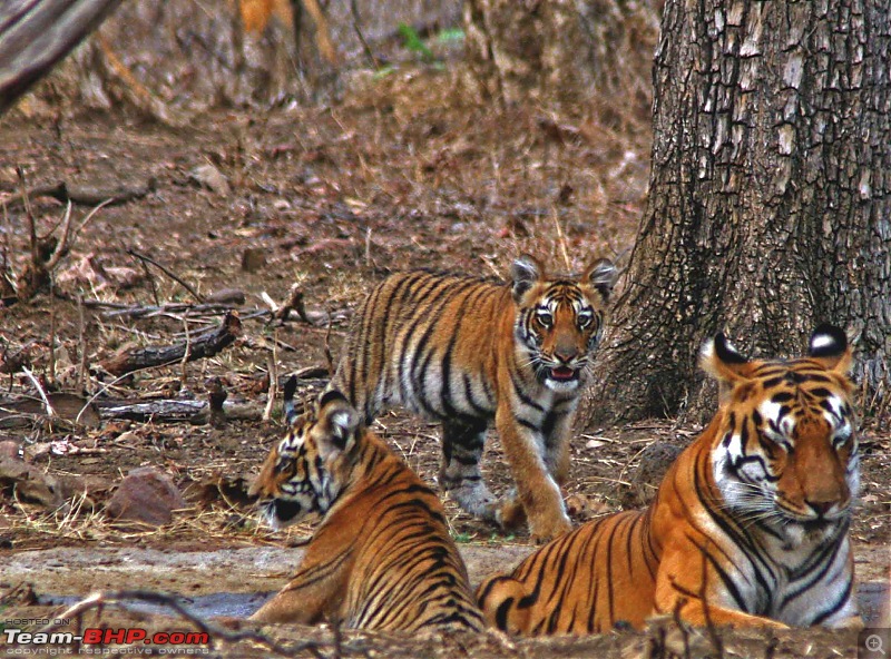Tadoba, Pench forests, wildlife and 4 tigers!-tigress-2-cubs-coming-water-hole.jpg
