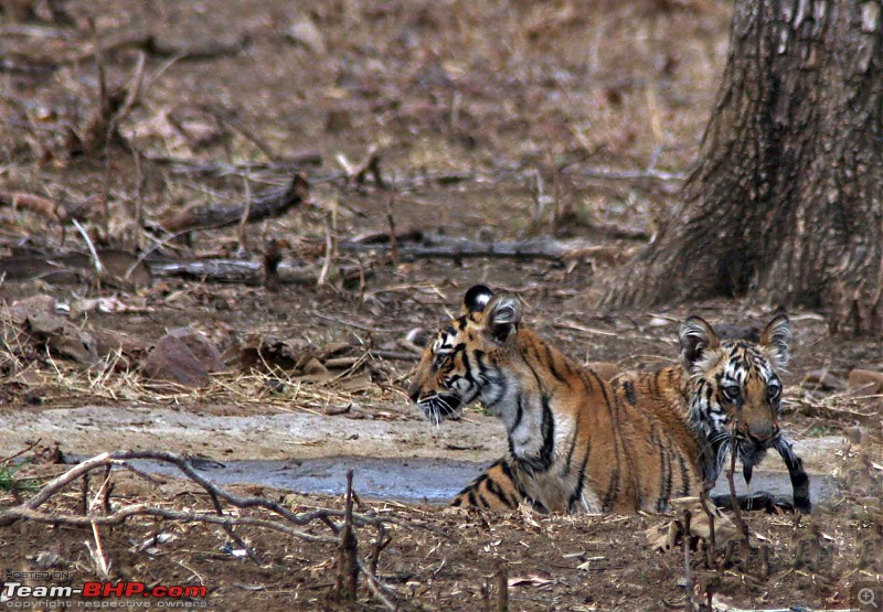 Tadoba, Pench forests, wildlife and 4 tigers!-chewing-sisters-tail.jpg