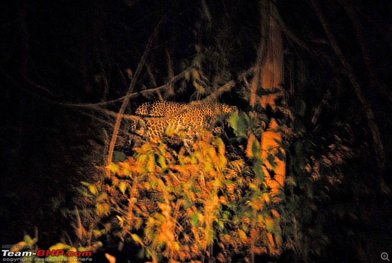 Tadoba, Pench forests, wildlife and 4 tigers!-leopard-night-record-shot.jpg