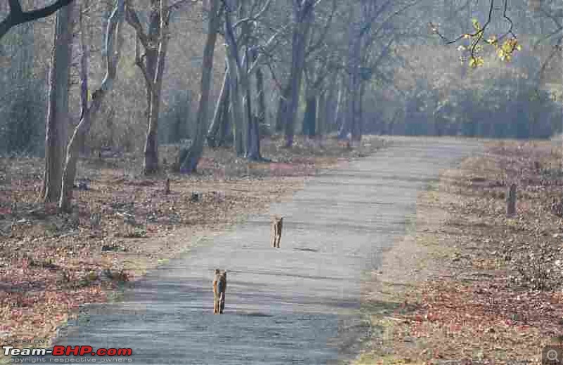 Tadoba, Pench forests, wildlife and 4 tigers!-wilddogs-road.jpg