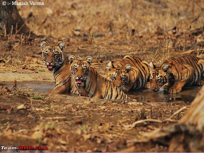 Tadoba, Pench forests, wildlife and 4 tigers!-4-cubs.jpg