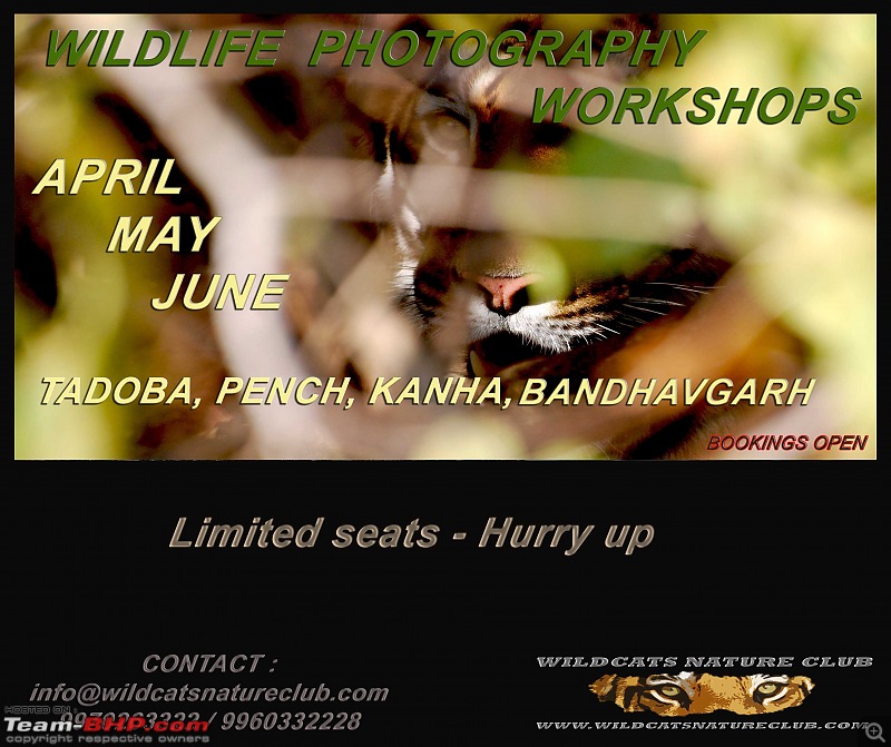 Tadoba, Pench forests, wildlife and 4 tigers!-tadoba-workshop-poster-copy4.jpg