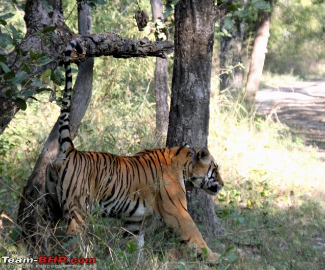 MP, Dec 2009 - the Land of the Tigers-img_3127s.jpg